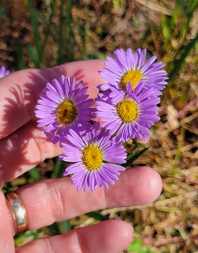 iNaturalist observation photo of western mountain aster