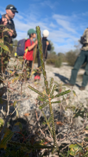 Melaleuca crossota