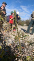 Melaleuca crossota