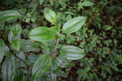Miconia crocea