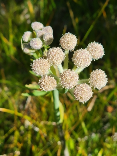 iNaturalist observation photo of ranger buttons