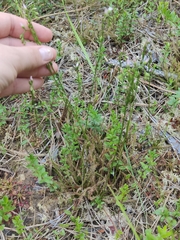 Drosera × hybrida, photograph jamie bee, CC BY, iNaturalist via GBIF