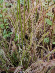 Drosera × hybrida, photograph jamie bee, CC BY, iNaturalist via GBIF