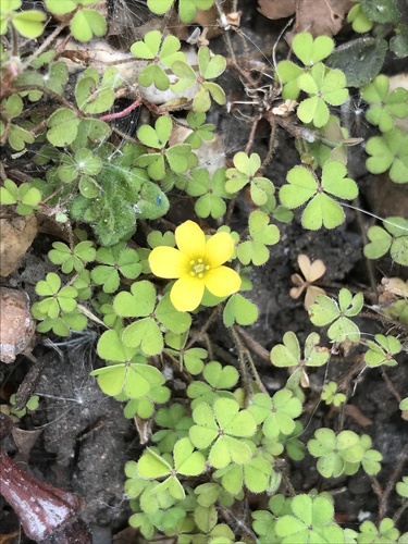 Oxalis exilis