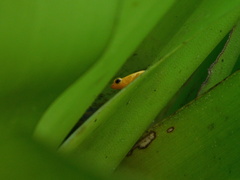 Anomaloglossus beebei