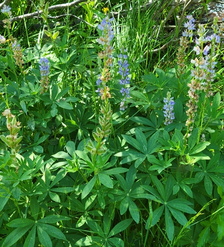 iNaturalist observation photo of Burke's Lupine