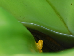 Anomaloglossus beebei