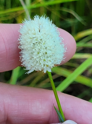 iNaturalist observation photo of American bistort