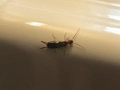 Forficula auricularia