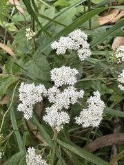 Stevia ovata