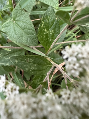 Stevia ovata, photograph 2