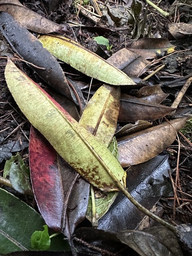 Sapium stylare, photograph 1