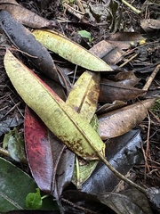 Sapium stylare, photograph (c) Nicolás Baresch Uribe, some rights reserved (CC BY)