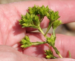 Deinandra