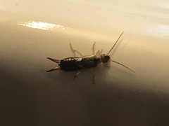 Forficula auricularia