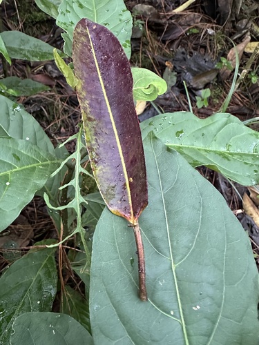 Sapium stylare, photograph 2