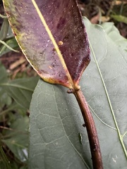Sapium stylare