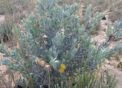 Leucospermum rodolentum