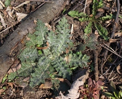 Cirsium vulgare