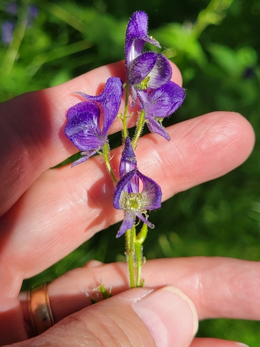 iNaturalist observation photo of Columbian Monkshood