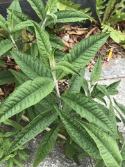 Buddleja davidii