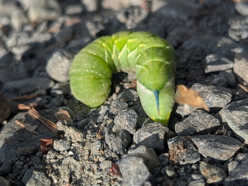 iNaturalist observation photo of Sphinx