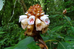 Alpinia sessiliflora