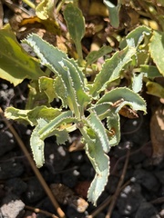 Penstemon clutei
