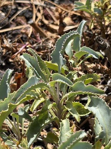 Penstemon clutei, photograph 2