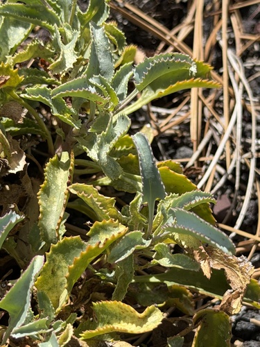 Penstemon clutei, photograph 3