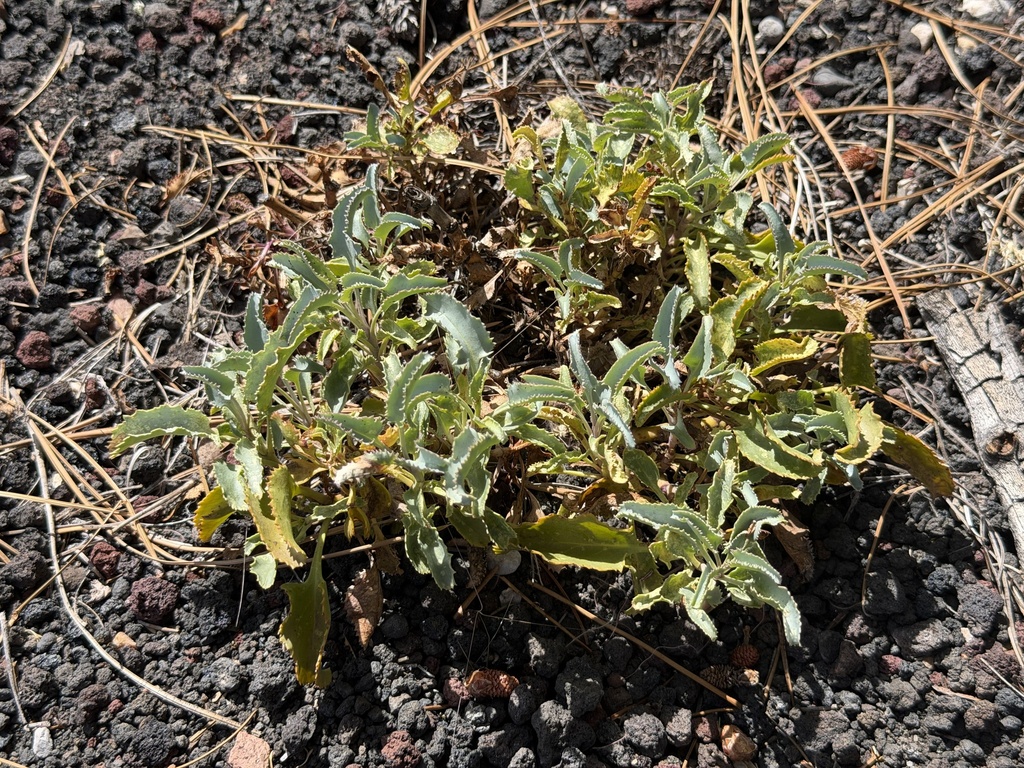 Penstemon clutei; photograph (c) Ian McFaul, some rights reserved (CC BY)