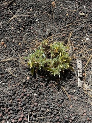 (c) Ian McFaul, some rights reserved (CC BY) Penstemon clutei, photograph (c) Ian McFaul, some rights reserved (CC BY)