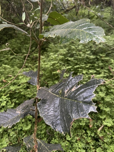 Meliosma frondosa, photograph 6