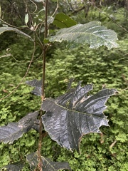 Meliosma frondosa, photograph Nicolás Baresch Uribe, CC BY, iNaturalist via GBIF