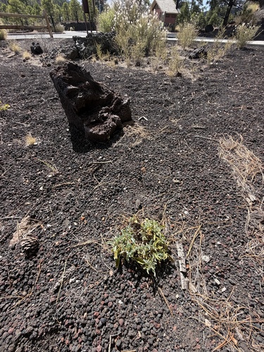 Penstemon clutei, photograph 5