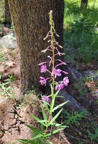 iNaturalist observation photo of fireweed
