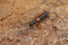 Anotylus insecatus