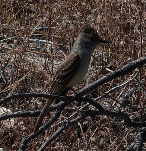 iNaturalist observation photo of Ash-throated Flycatcher