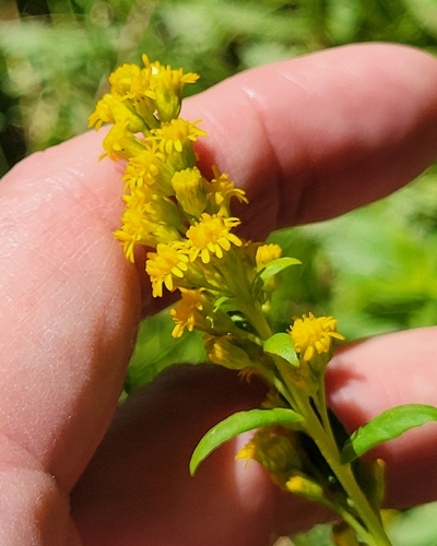iNaturalist observation photo of west coast Canada goldenrod