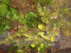 Lamiaceae
