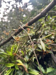 Cyrtochilum exasperatum