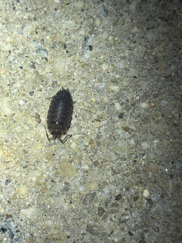 Common Rough Woodlouse