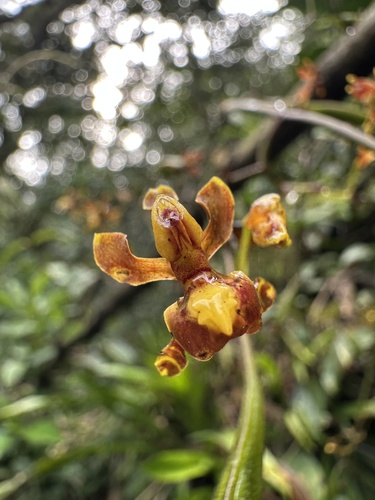 Cyrtochilum exasperatum, photograph 1