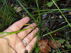 Carex uhligii