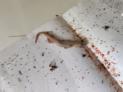 Asian House Gecko