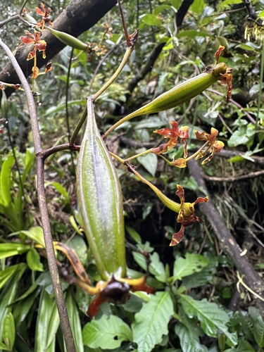 Cyrtochilum exasperatum, photograph 2