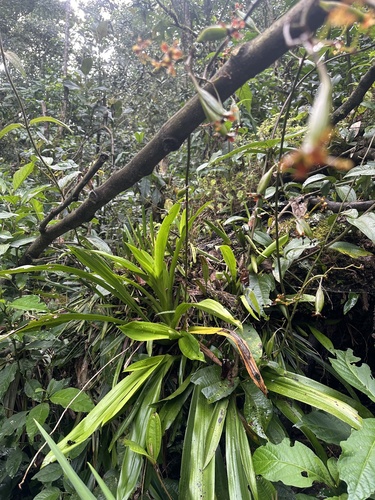 Cyrtochilum exasperatum, photograph 3