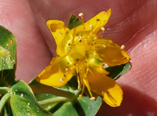 iNaturalist observation photo of Scouler's St. John's wort