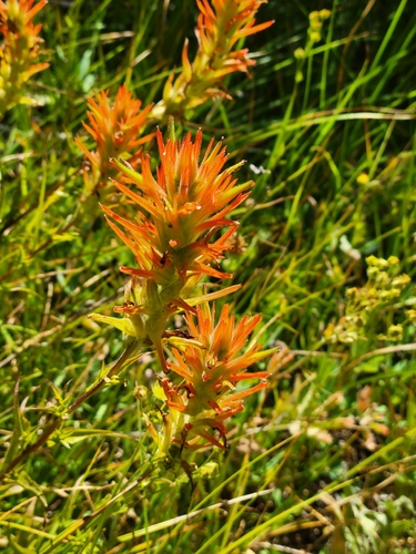iNaturalist observation photo of giant red paintbrush