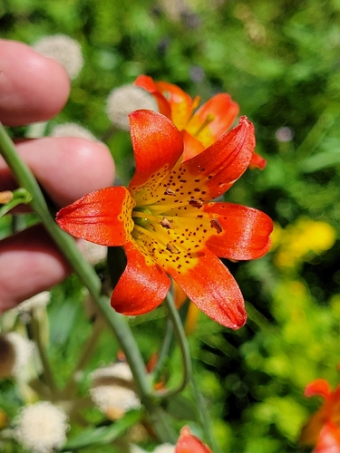 iNaturalist observation photo of Sierra Tiger Lily